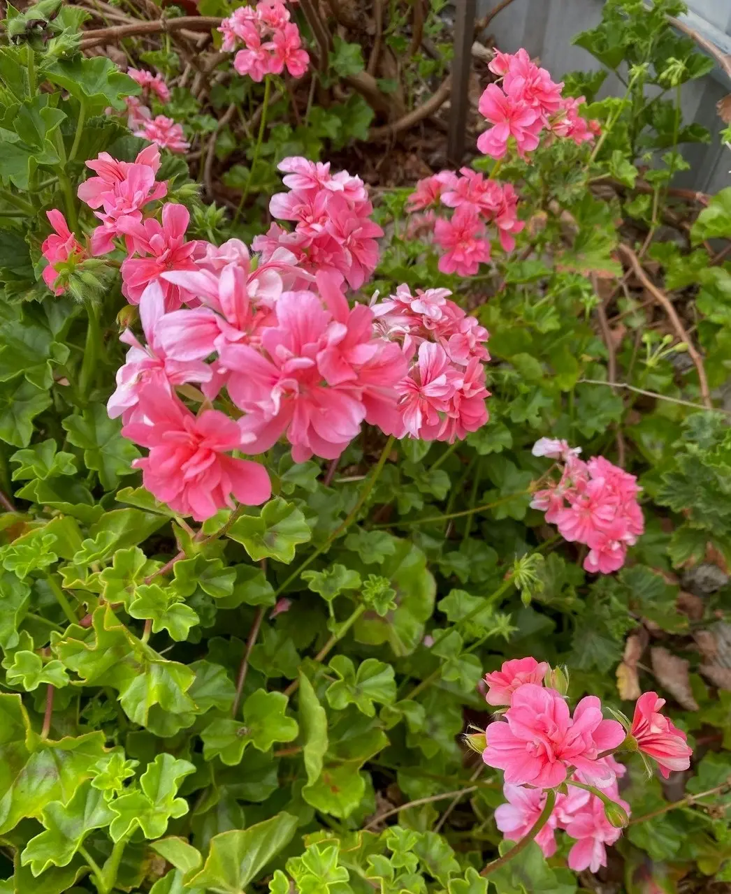 Ivy Geranium Pink Live Tubestock or Potted Plant