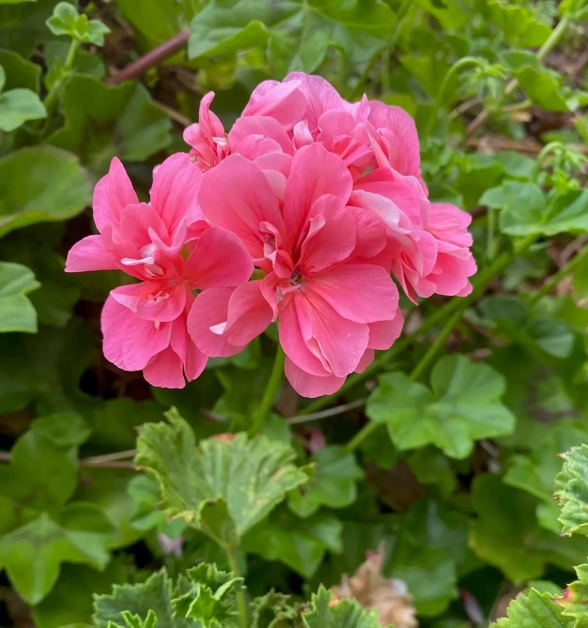 Ivy Geranium Pink Live Tubestock or Potted Plant