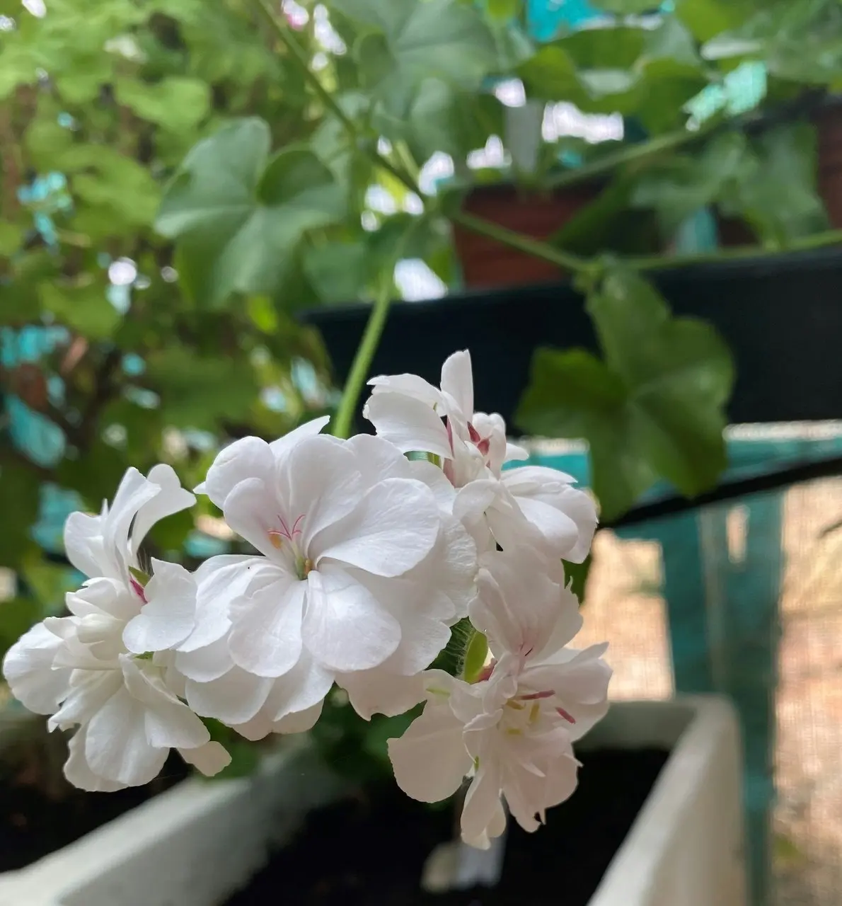 Ivy Geranium White Live Tubestock or Potted Plant