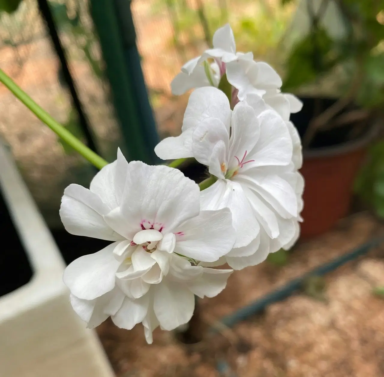 Ivy Geranium White Live Tubestock or Potted Plant