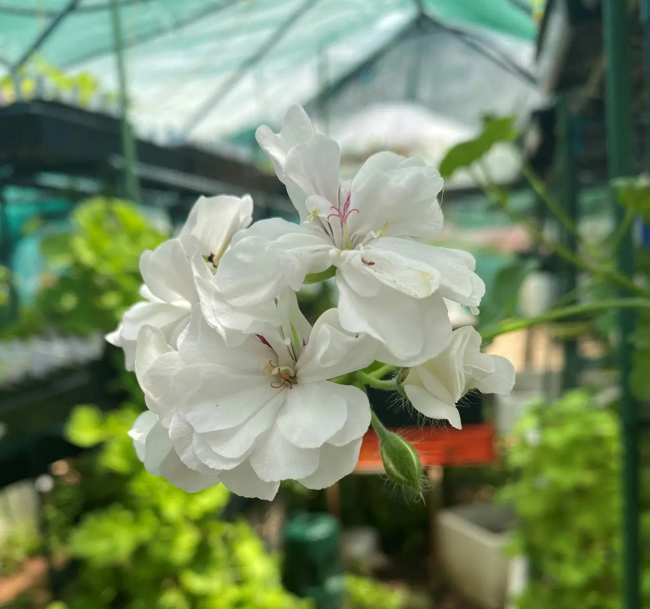 Ivy Geranium White Live Tubestock or Potted Plant