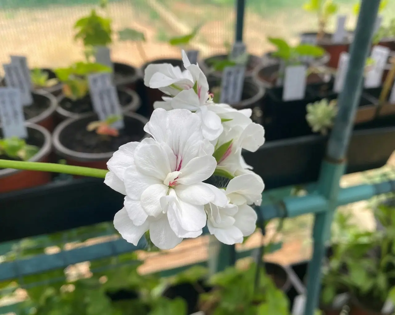 Ivy Geranium White Live Tubestock or Potted Plant