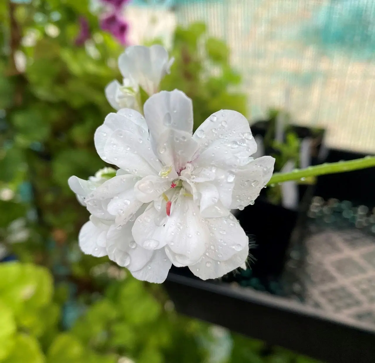 Ivy Geranium White Live Tubestock or Potted Plant