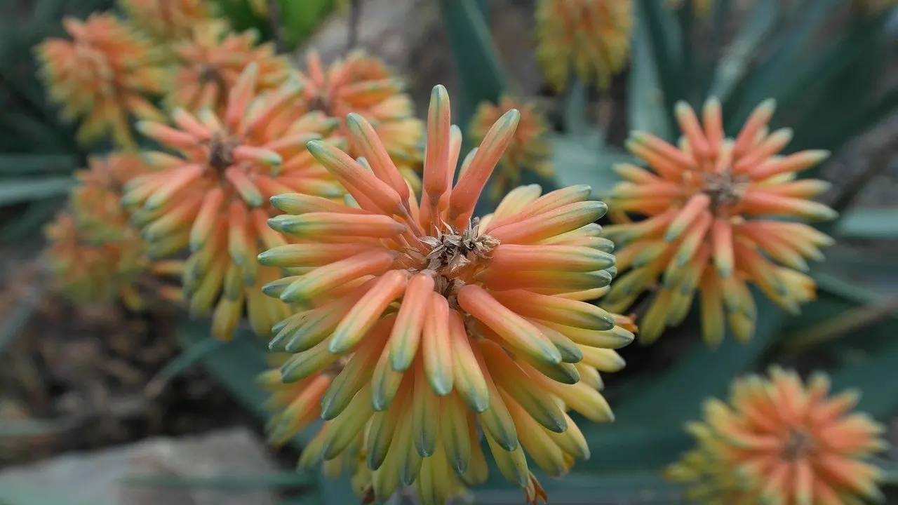 Aloe Vera barbadensis miller Succulent Live Plant