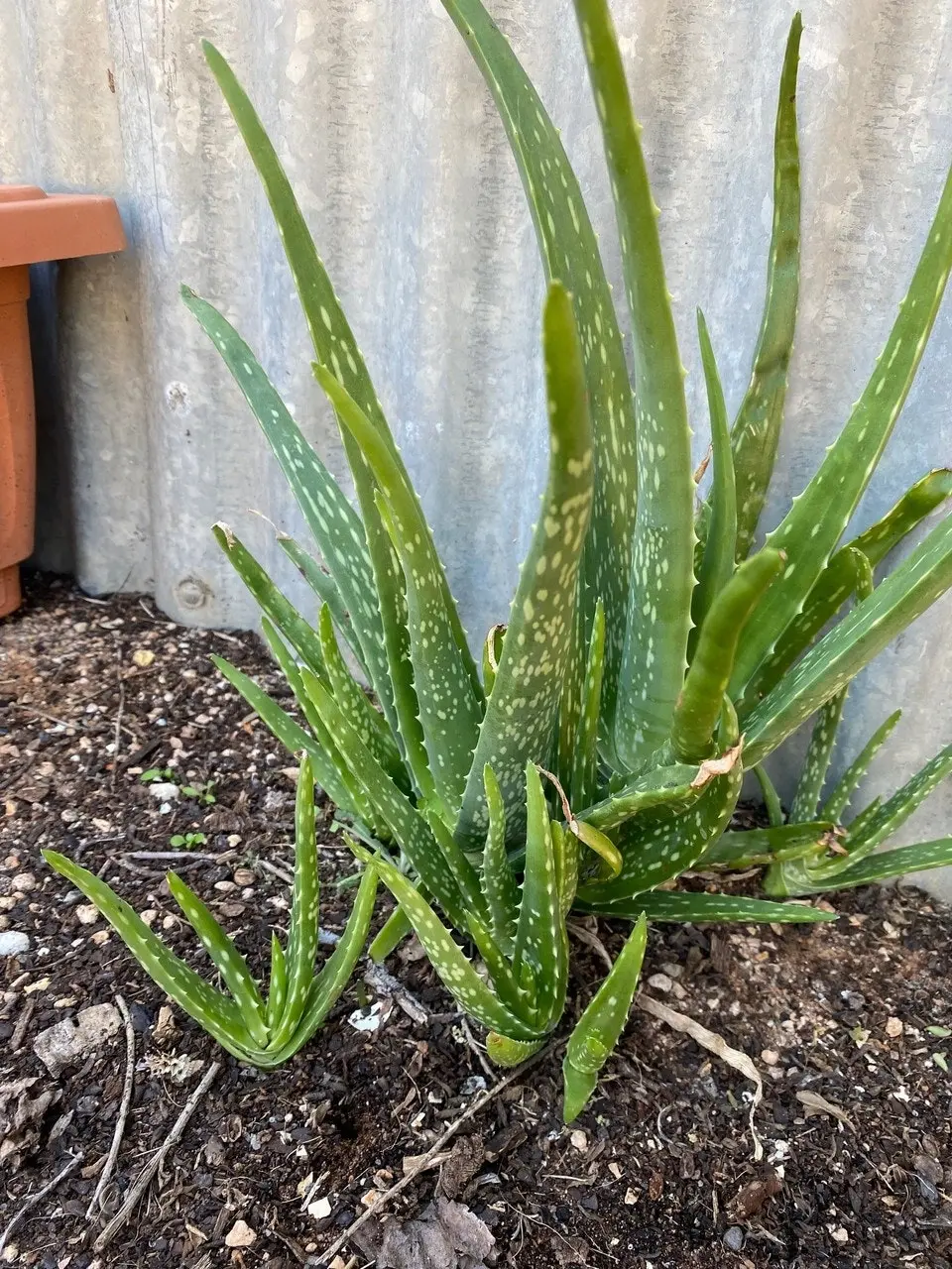 Aloe Vera barbadensis miller Succulent Live Plant