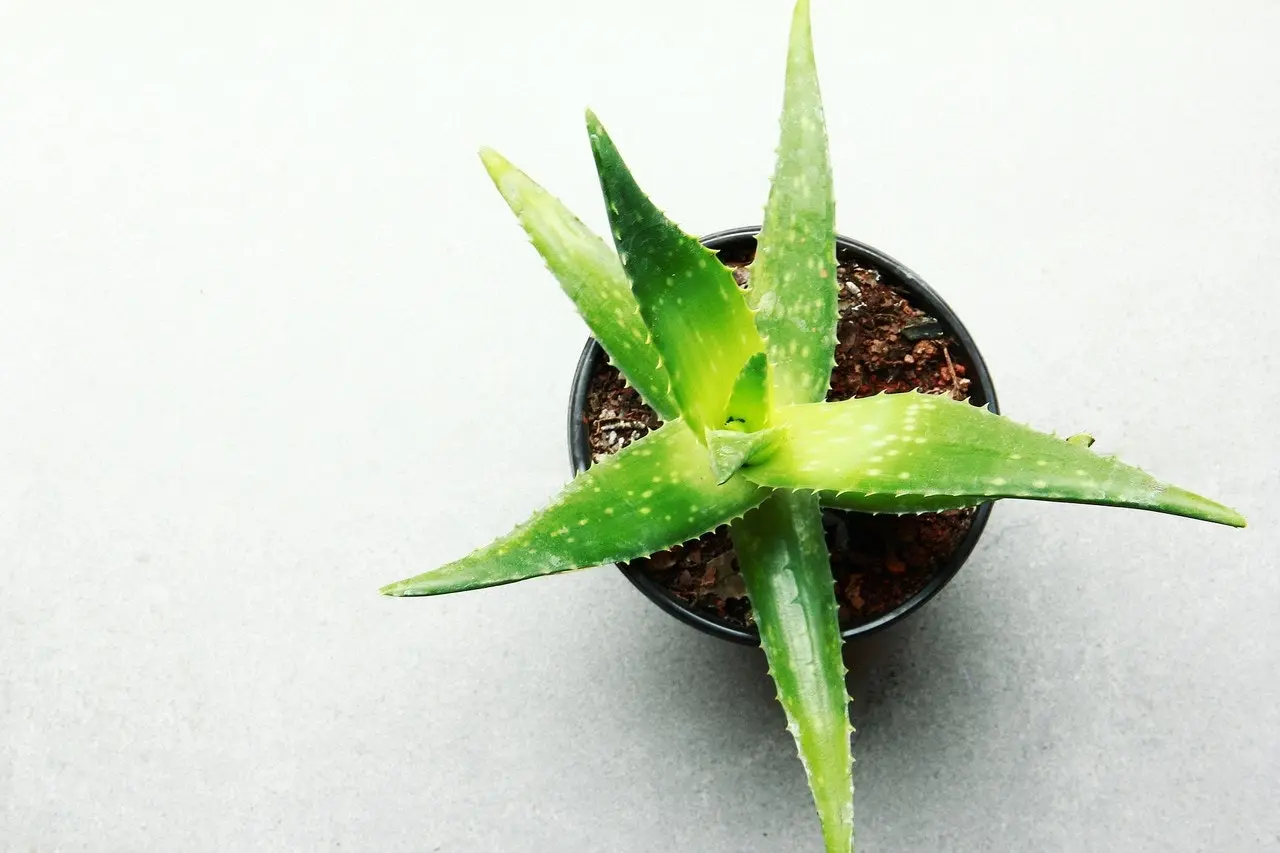 Aloe Vera barbadensis miller Succulent Live Plant