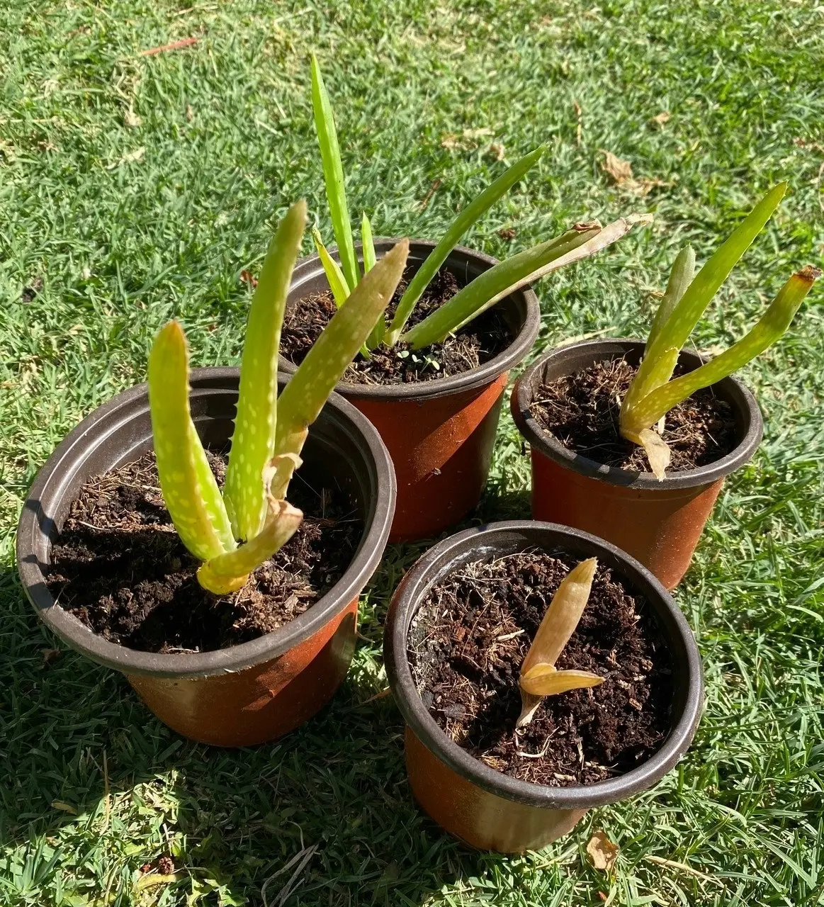 Aloe Vera barbadensis miller Succulent Live Plant