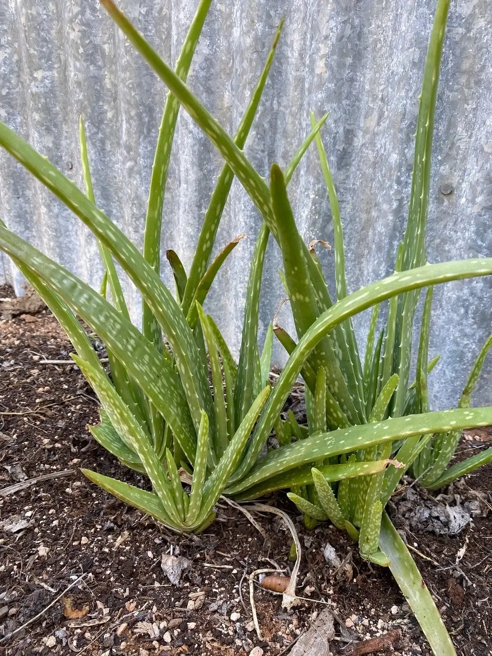 Aloe Vera barbadensis miller Succulent Live Plant