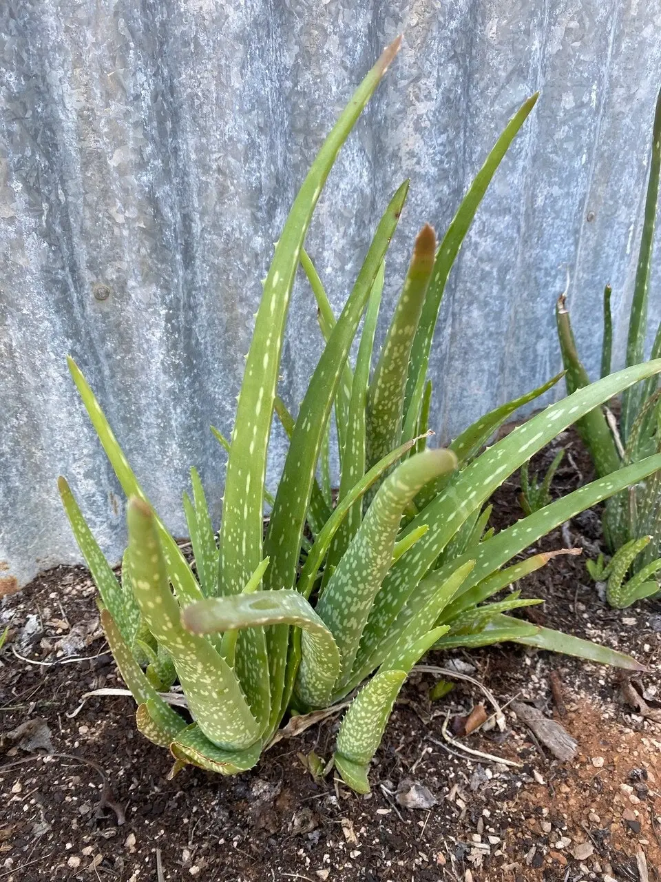 Aloe Vera barbadensis miller Succulent Live Plant