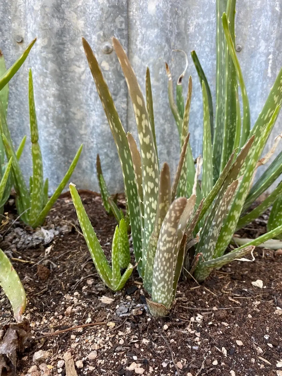 Aloe Vera barbadensis miller Succulent Live Plant