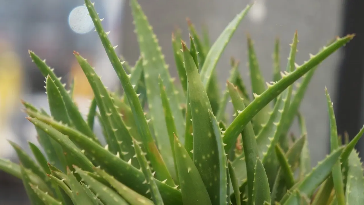 Aloe Vera barbadensis miller Succulent Live Plant