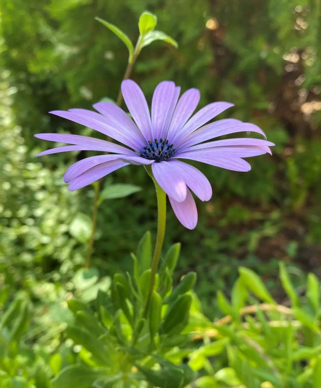 Osteospermum Light Purple Live Plant