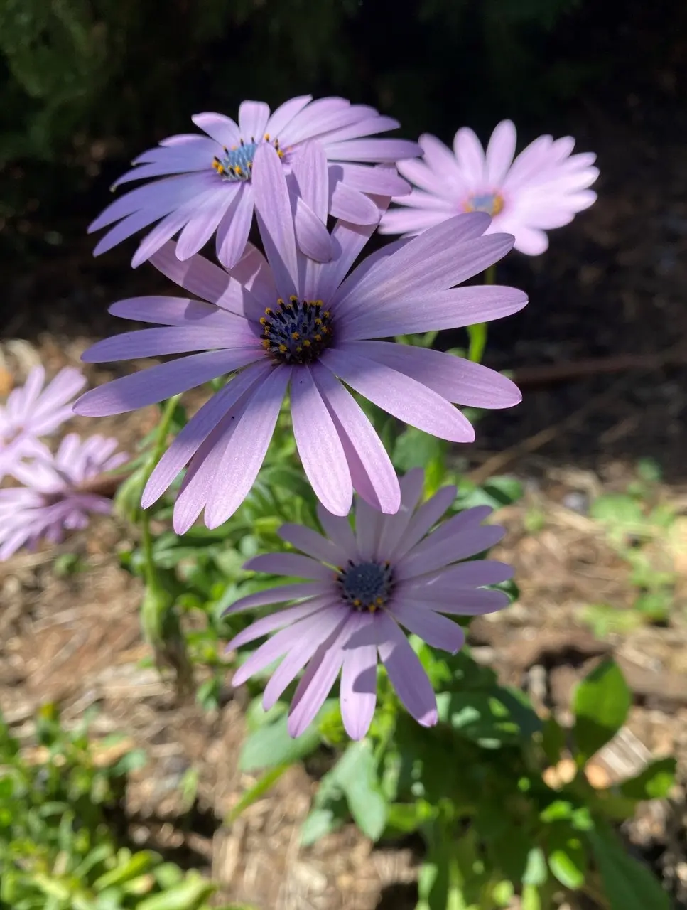 Osteospermum Light Purple Live Plant