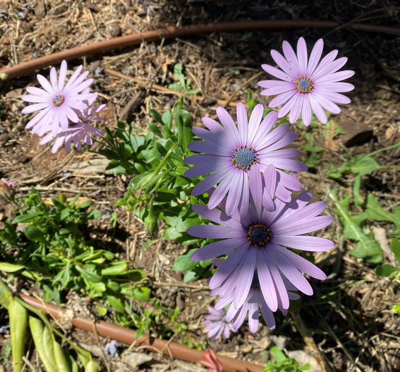 Osteospermum Light Purple Live Plant