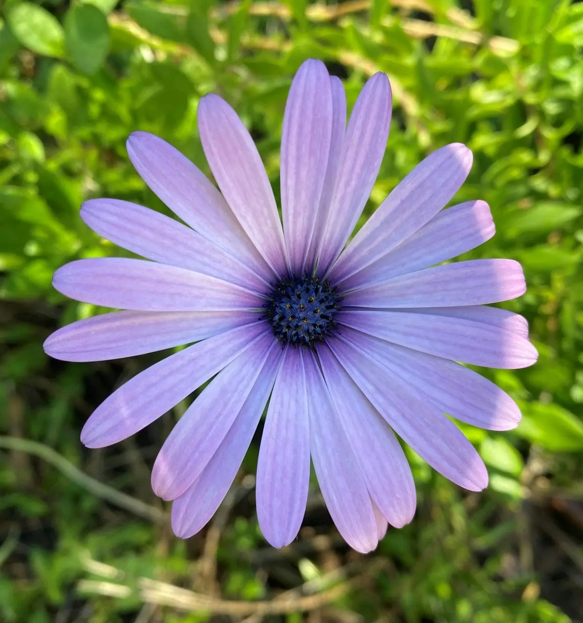 Osteospermum Light Purple Live Plant