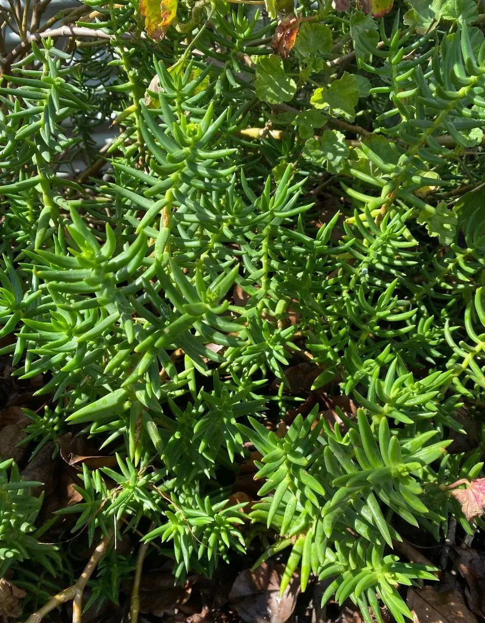 Crassula tetragona Mini Pine Tree Succulent Live Plant