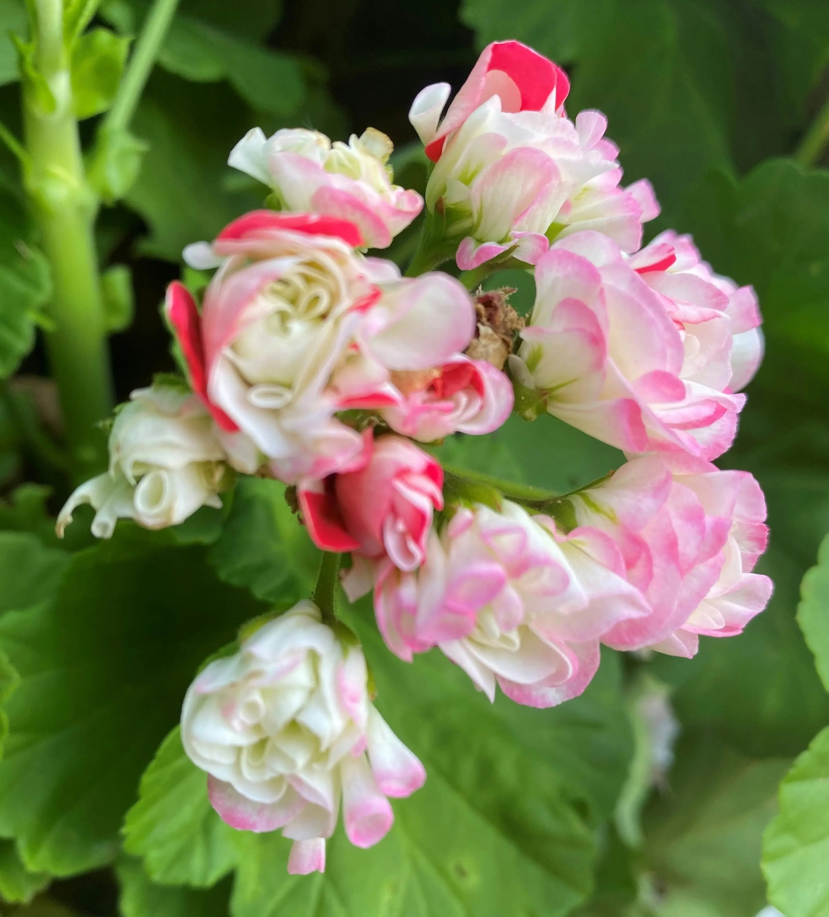 Zonal Geranium Apple Blossom Rosebud Live Plant