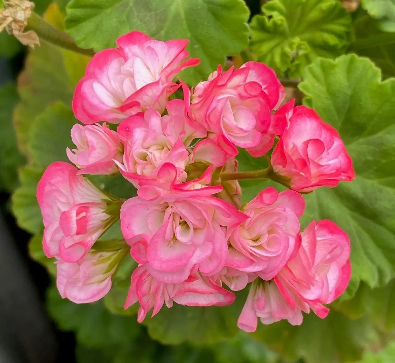 Zonal Geranium Apple Blossom Rosebud Live Plant