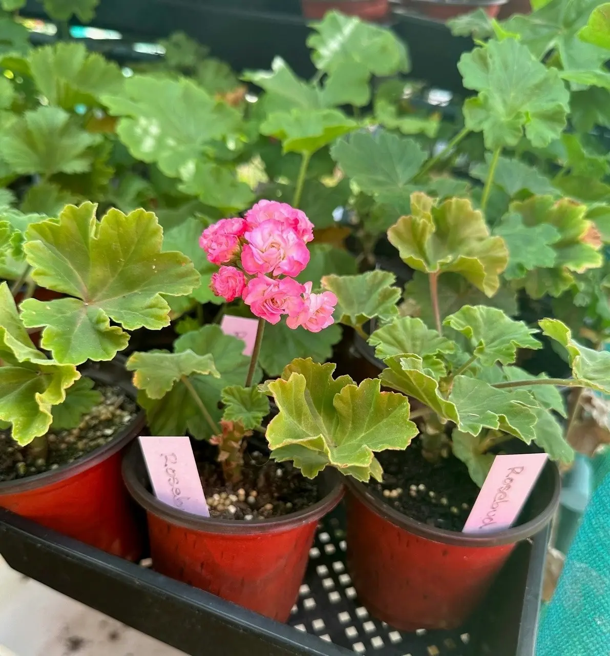 Zonal Geranium Apple Blossom Rosebud Live Plant