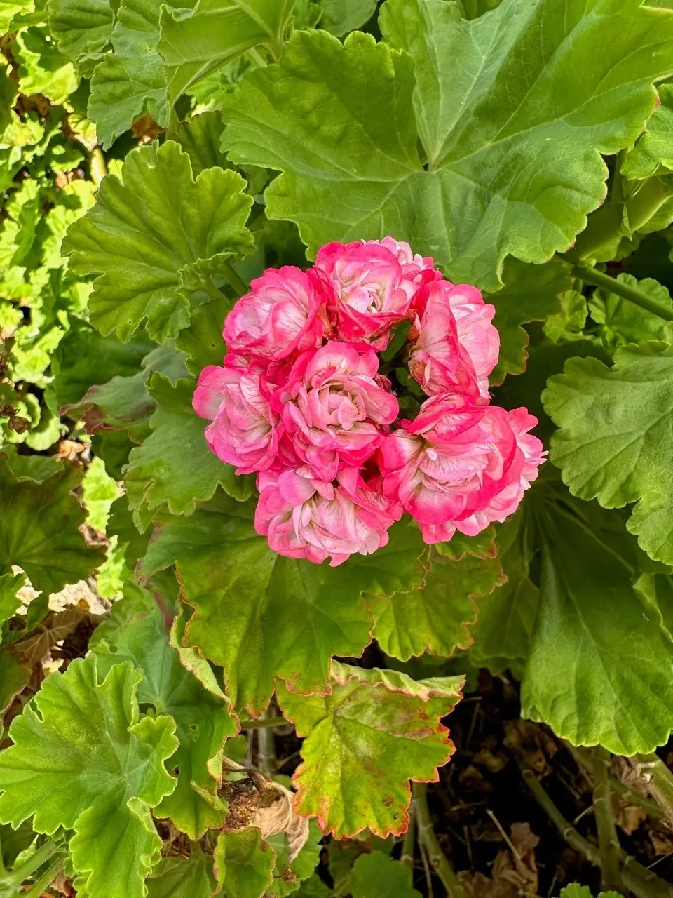 Zonal Geranium Apple Blossom Rosebud Live Plant