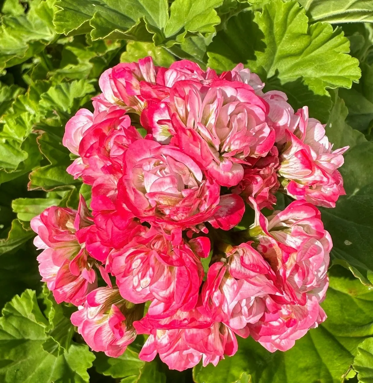 Zonal Geranium Apple Blossom Rosebud Live Plant