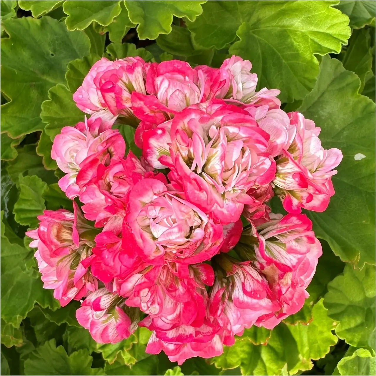 Zonal Geranium Apple Blossom Rosebud Live Plant