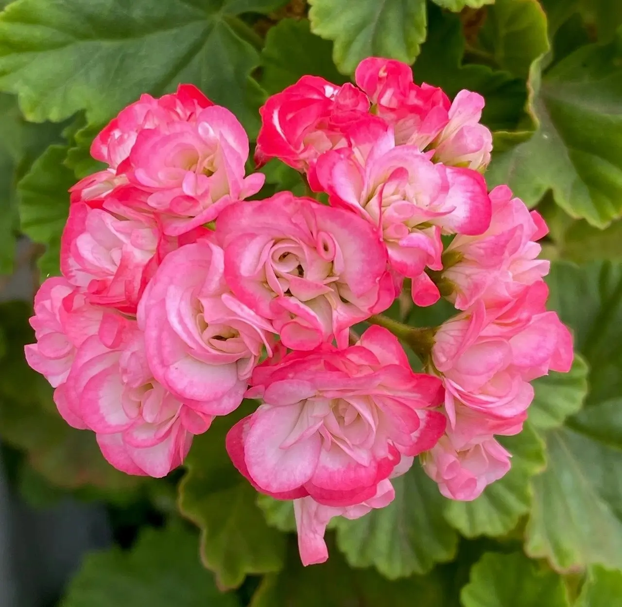 Zonal Geranium Apple Blossom Rosebud Live Plant