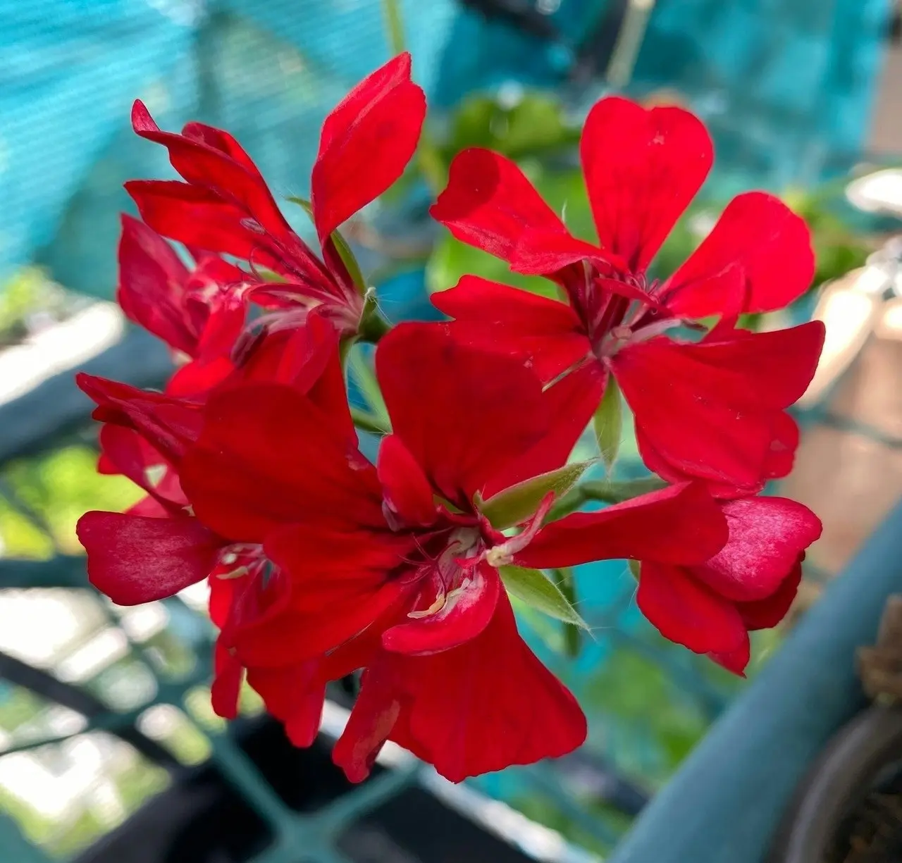 Ivy Geranium Red Live Tubestock or Potted Plant