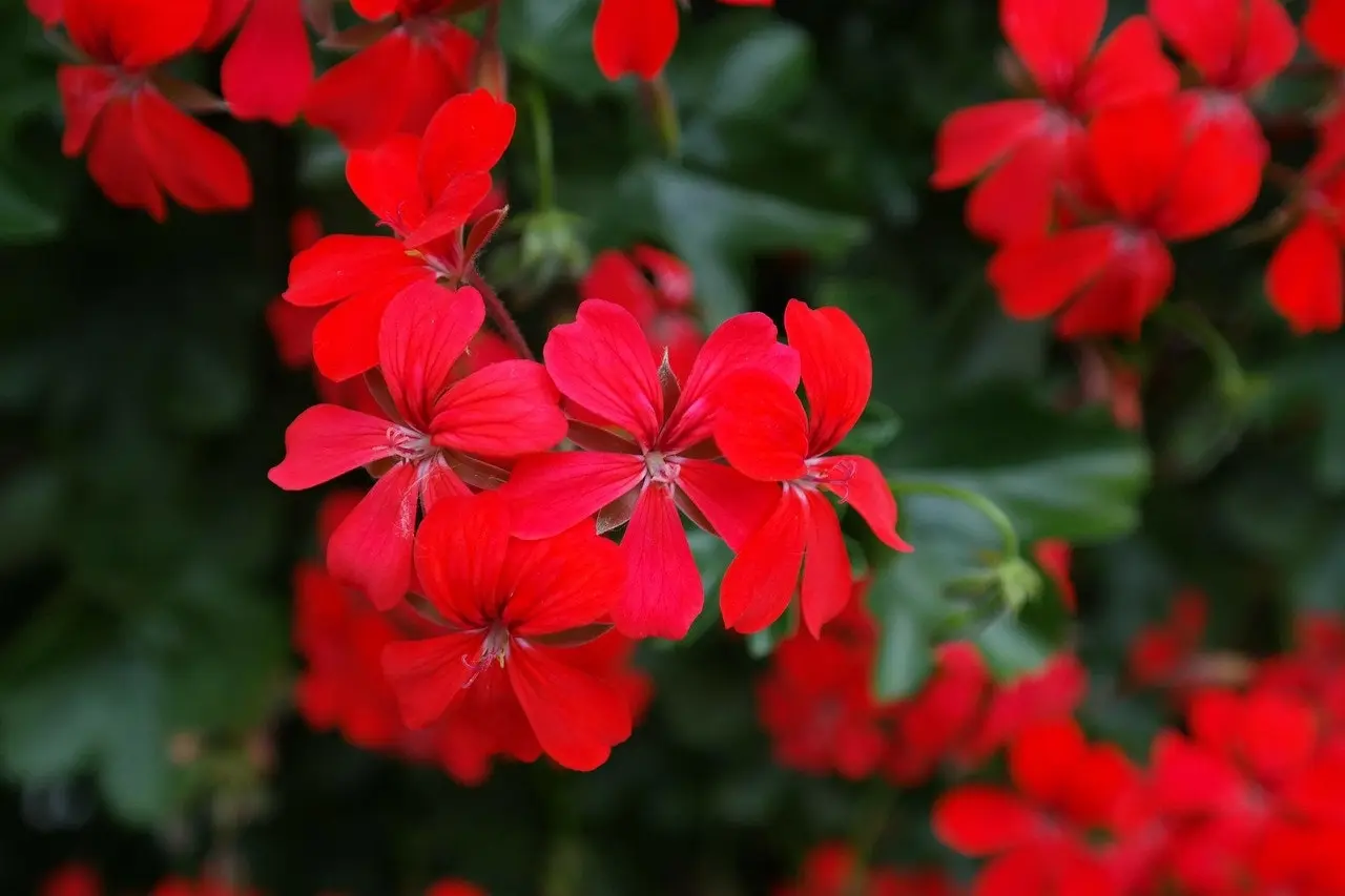 Ivy Geranium Red Live Tubestock or Potted Plant