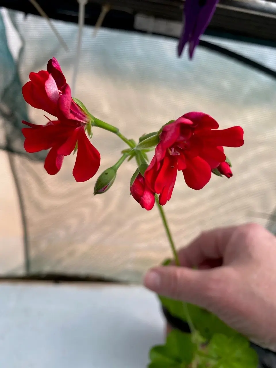 Ivy Geranium Red Live Tubestock or Potted Plant