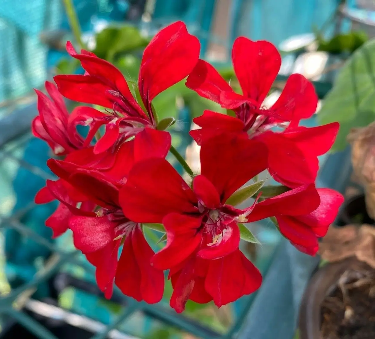 Ivy Geranium Red Live Tubestock or Potted Plant