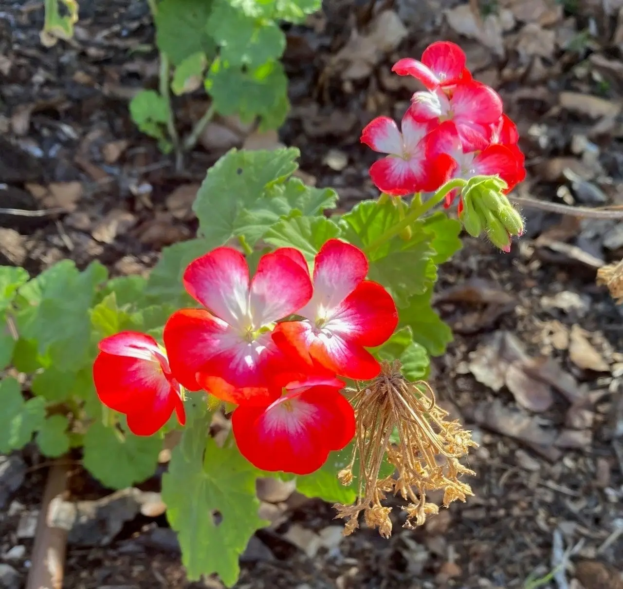 Geranium Winston Churchill Live Tubestock or Potted Plant