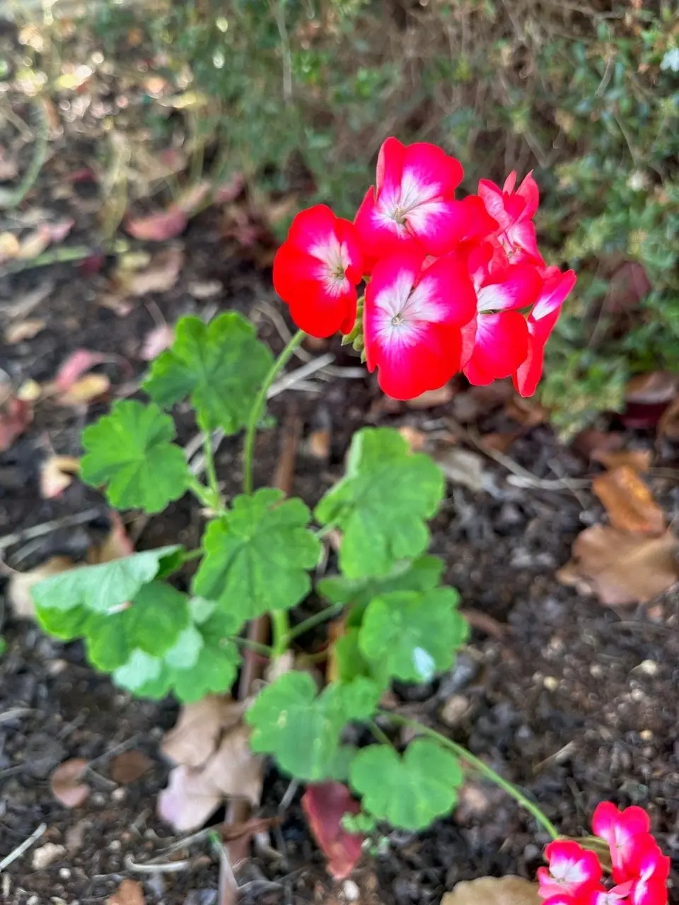 Geranium Winston Churchill Live Tubestock or Potted Plant