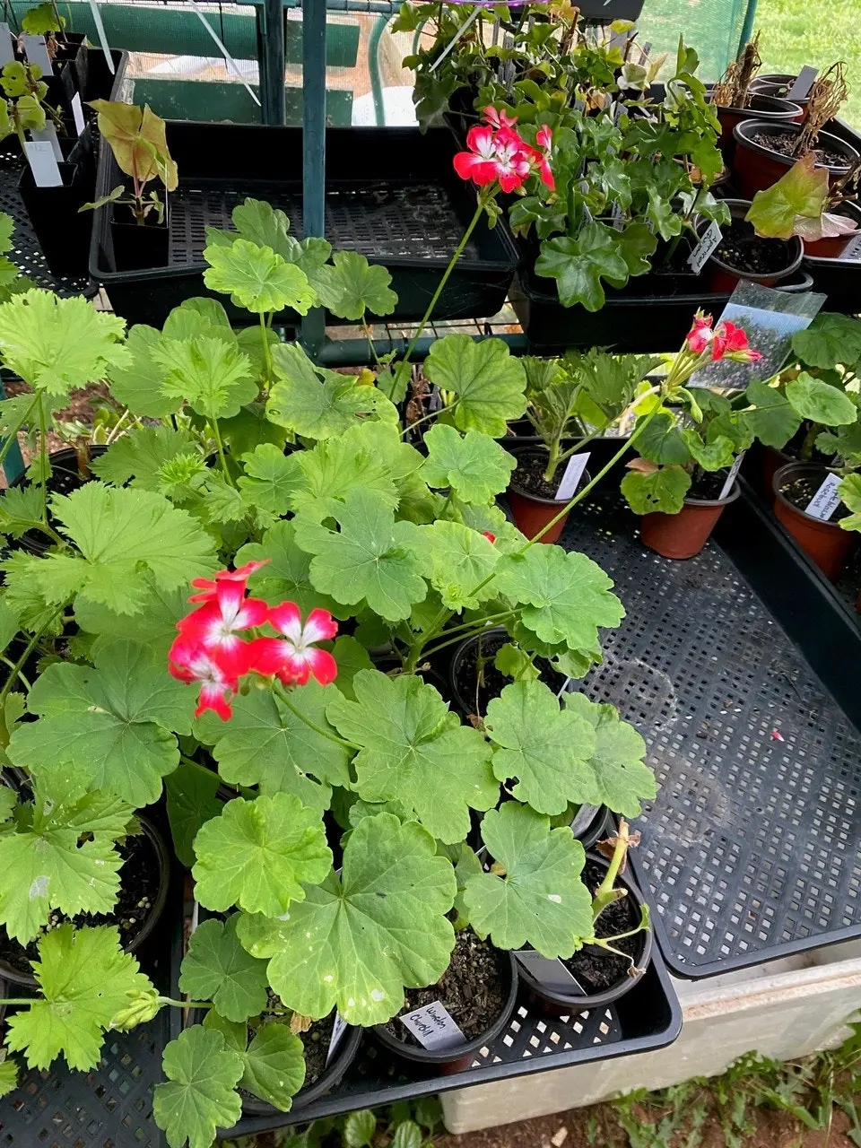 Geranium Winston Churchill Live Tubestock or Potted Plant