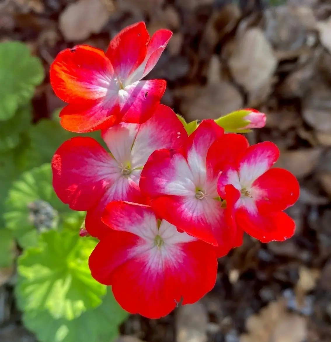 Geranium Winston Churchill Live Tubestock or Potted Plant