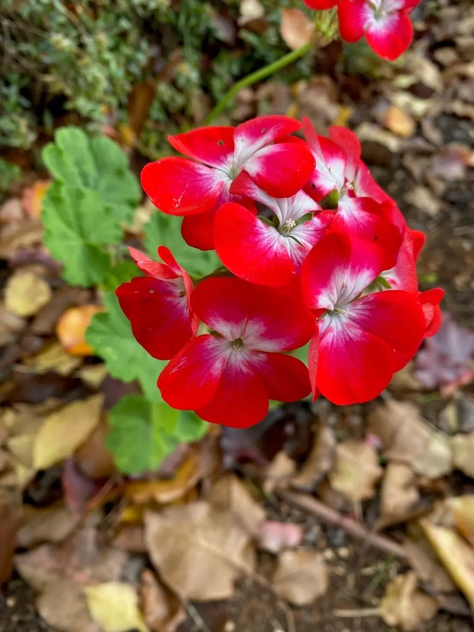 Geranium Winston Churchill Live Tubestock or Potted Plant