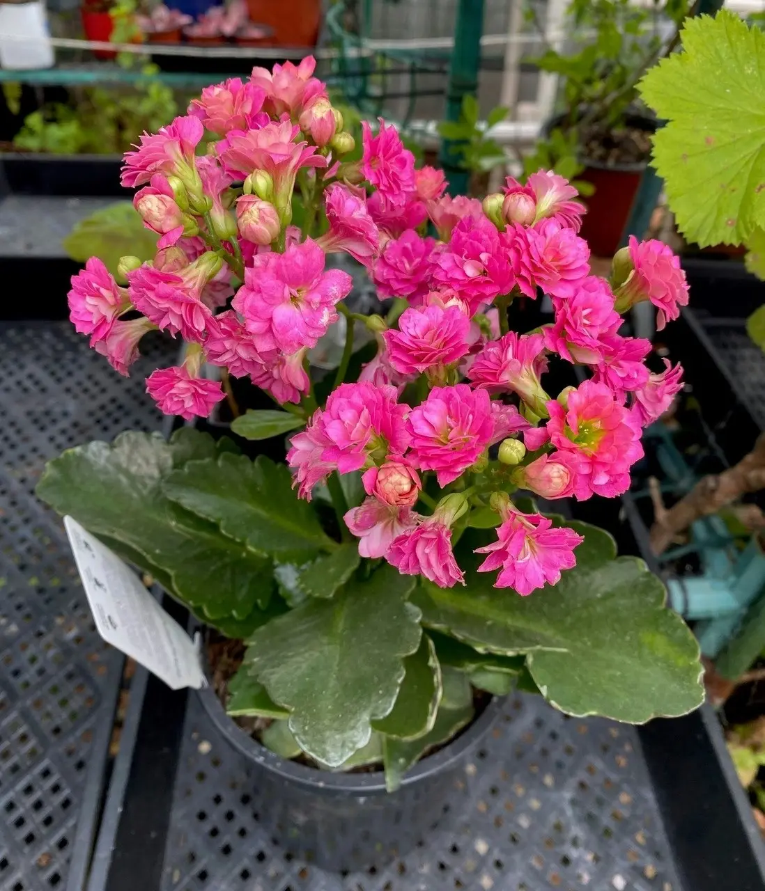 Kalanchoe Succulent Calandiva Pink Live Potted Plant