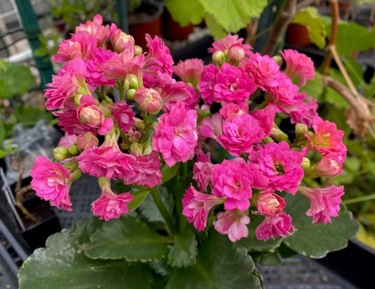 Kalanchoe Succulent Calandiva Pink Live Potted Plant