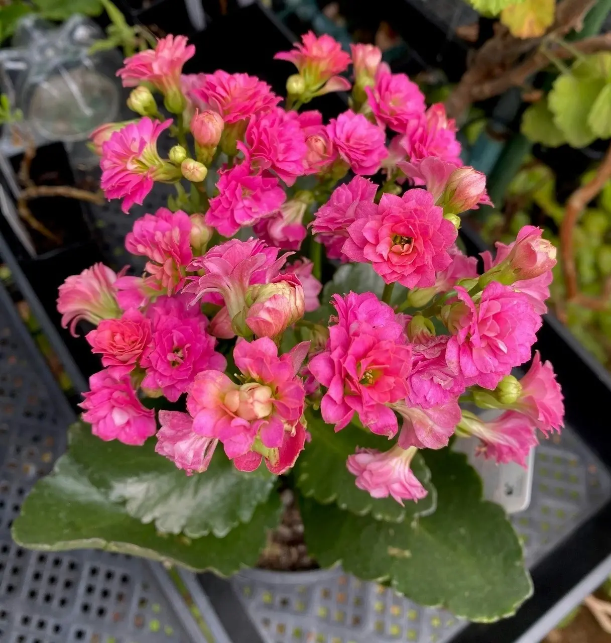 Kalanchoe Succulent Calandiva Pink Live Potted Plant