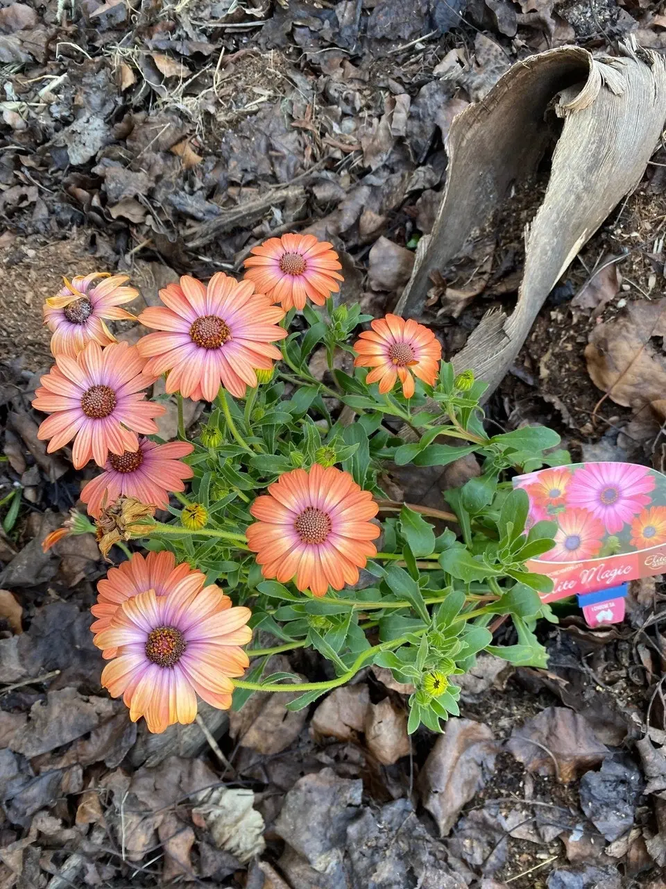 Osteospermum Elite Magic (African Daisy) Live Plant