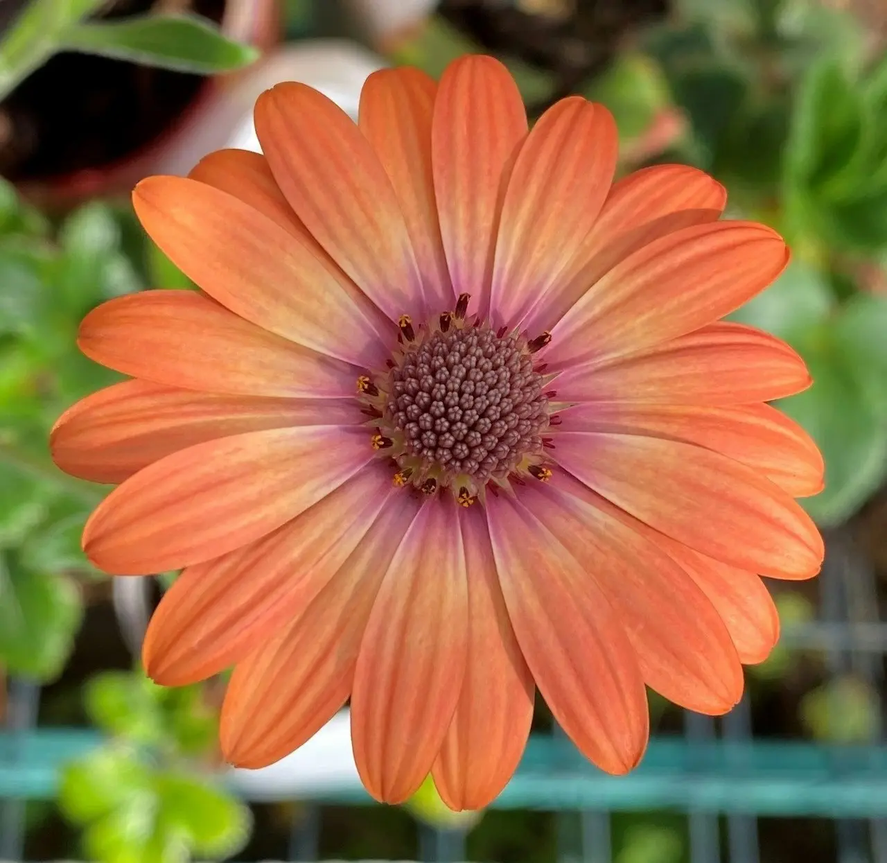 Osteospermum Elite Magic (African Daisy) Live Plant