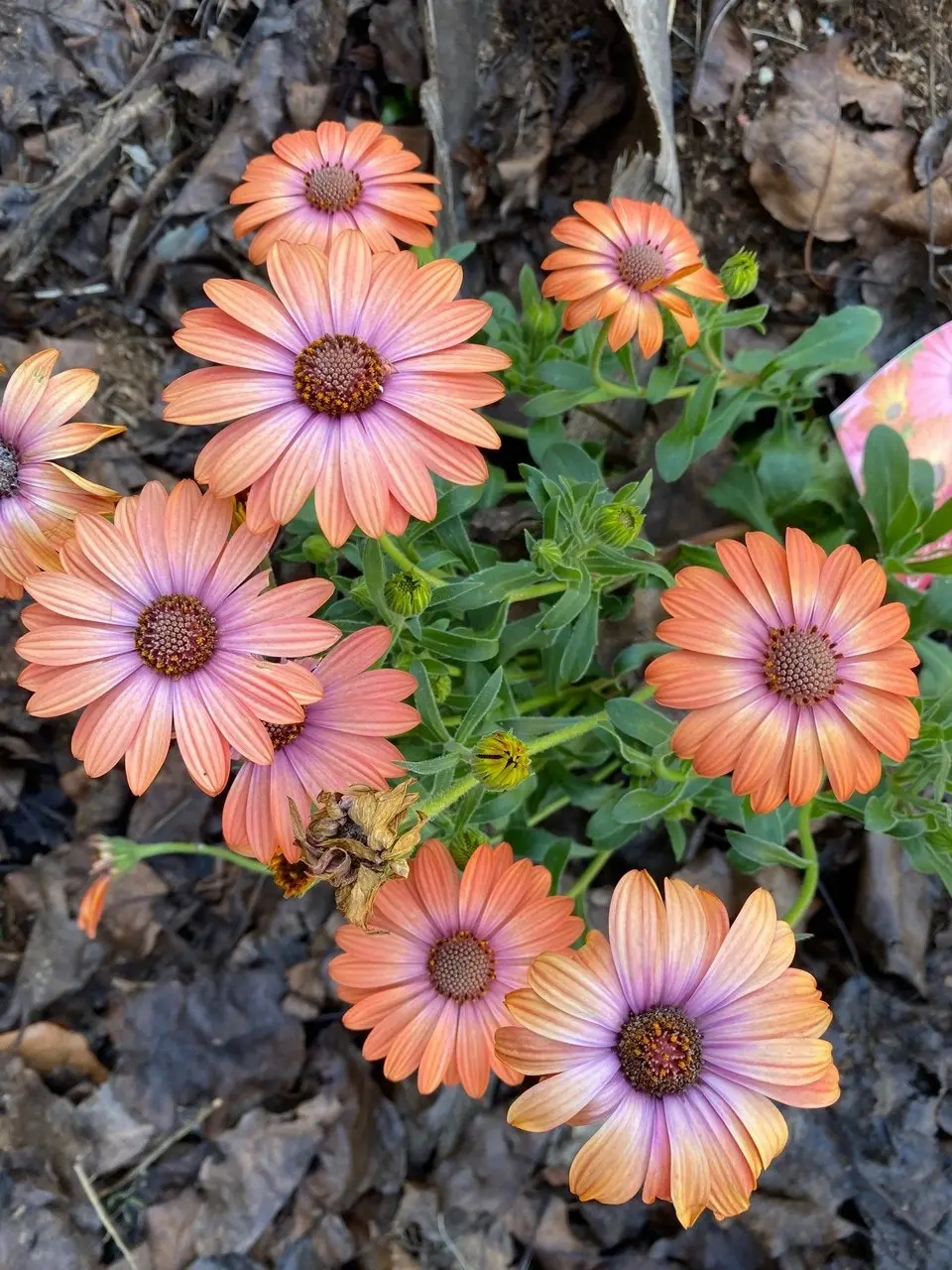 Osteospermum Elite Magic (African Daisy) Live Plant