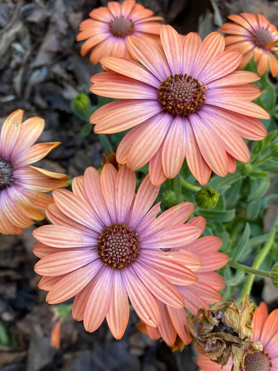 Osteospermum Elite Magic (African Daisy) Live Plant