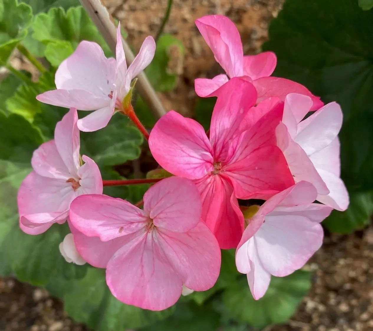 Geranium Multicolour Live Tubestock or Potted Plant