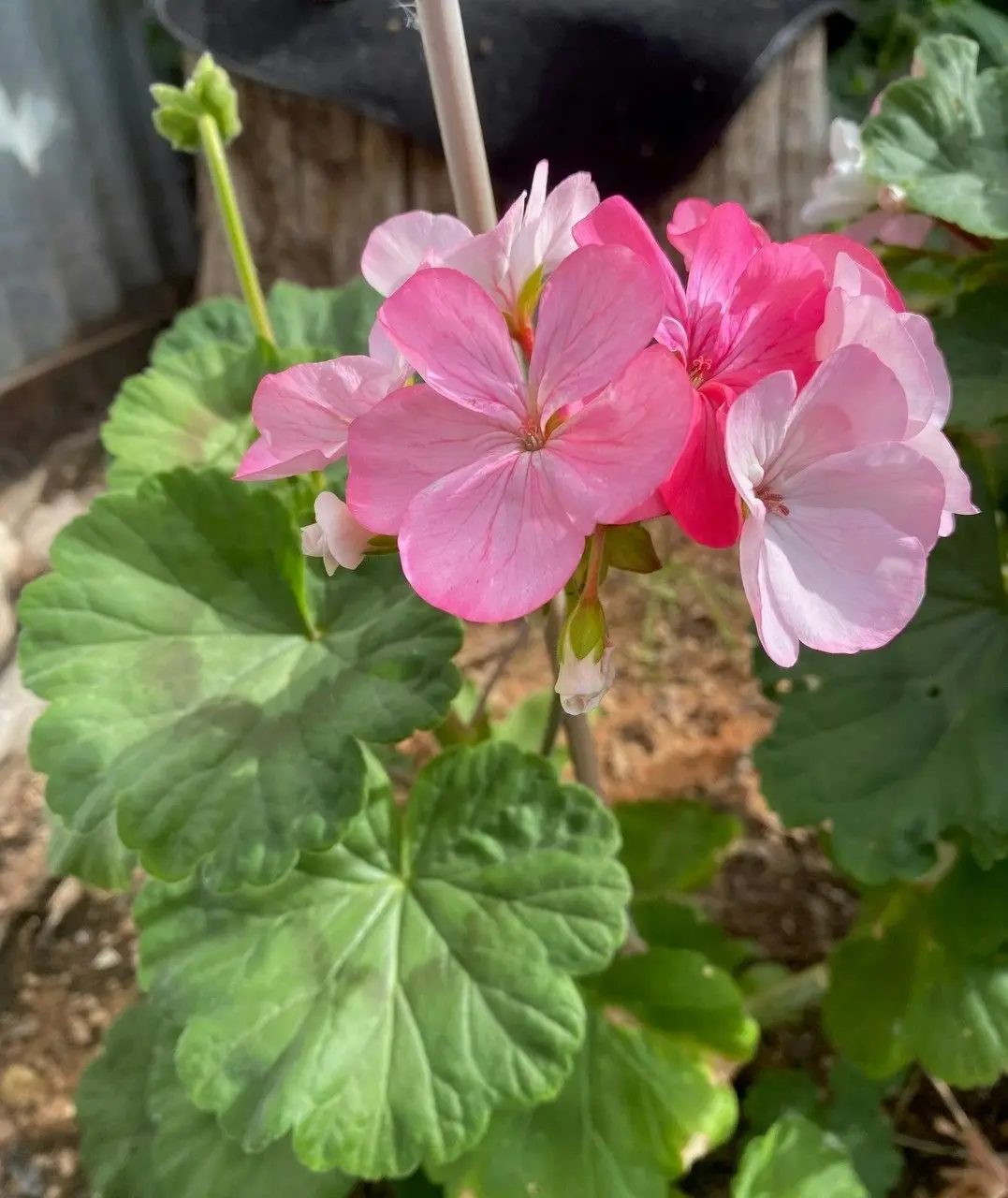 Geranium Multicolour Live Tubestock or Potted Plant