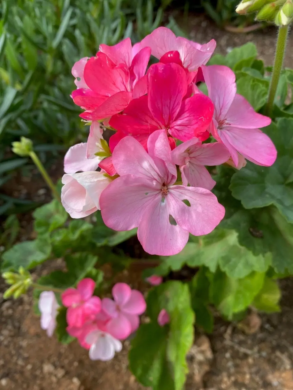 Geranium Multicolour Live Tubestock or Potted Plant