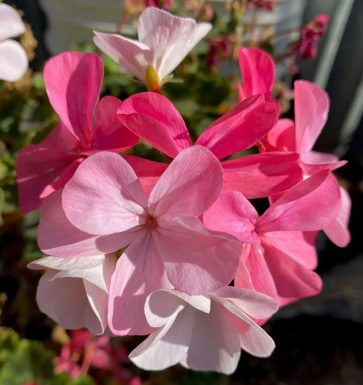 Geranium Multicolour Live Tubestock or Potted Plant