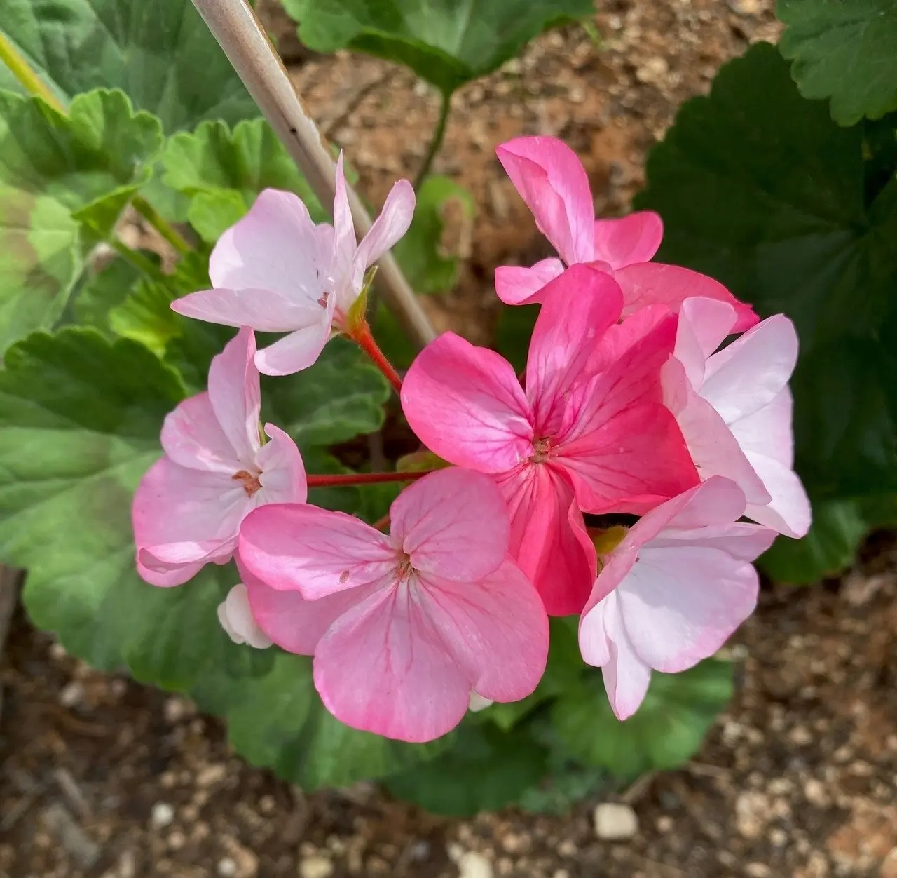 Geranium Multicolour Live Tubestock or Potted Plant