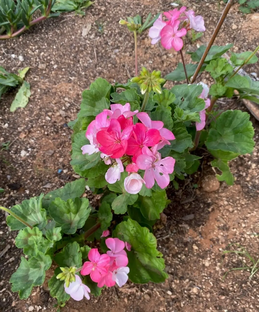 Geranium Multicolour Live Tubestock or Potted Plant