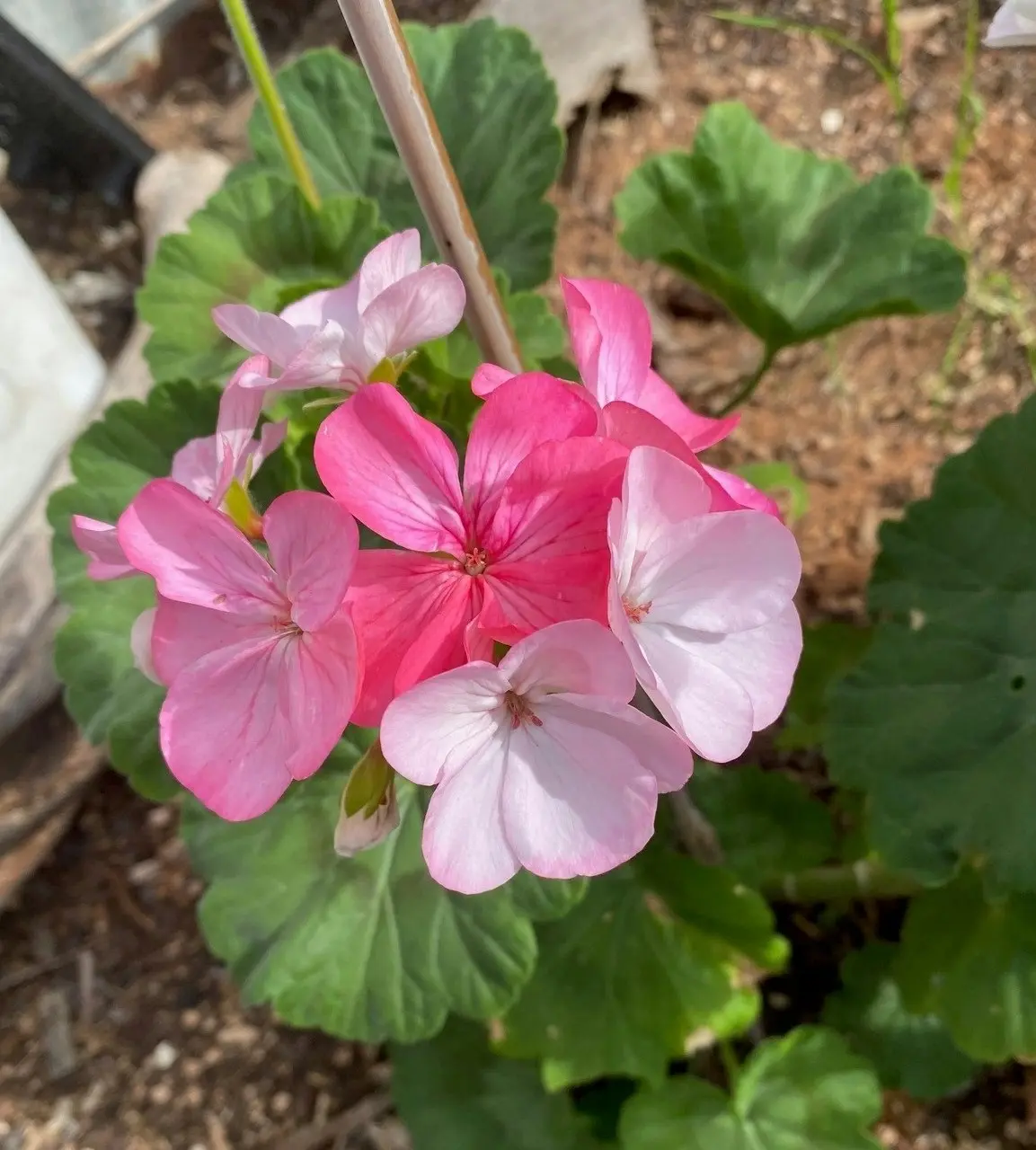 Geranium Multicolour Live Tubestock or Potted Plant